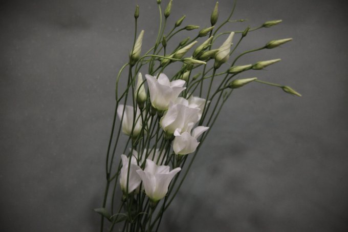 Le lisianthus photo 1